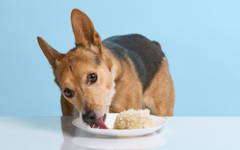 Dog not eating? How much bland diet to feed, and for how long?