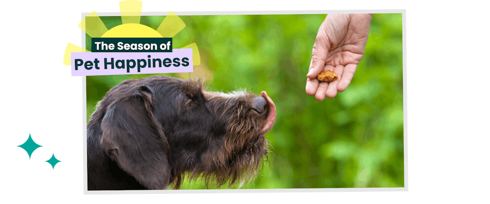 Dog Treats: Why Do Dogs Like Treats So Much? The Truth!