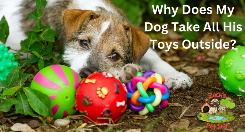 Dog Keeps Gathering Toys? Why is my dog gathering all her toys and what to do?