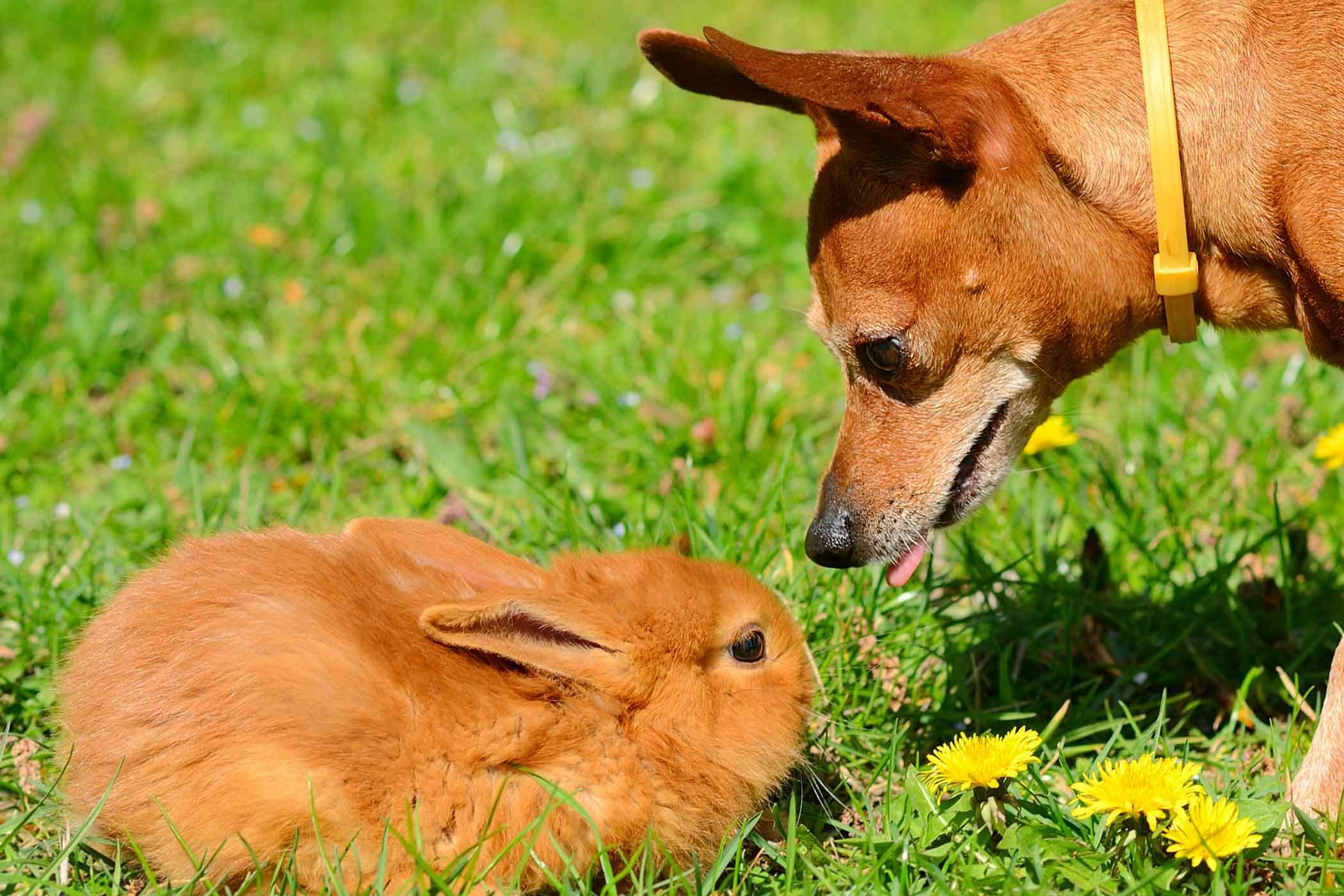 Why is My Dog Killing Rabbits? The Main Answer, Plus Prevention Tips.