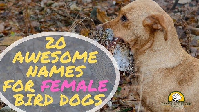 Need Bird Dog Names? Check Out This List of Awesome Ideas!