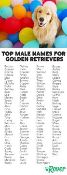 Cool names for dogs male golden retriever : inspiration for your pup!