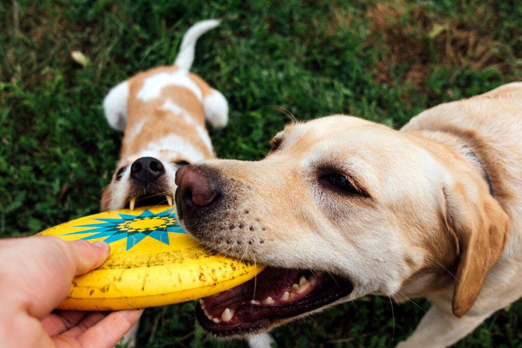 Dog Needs Amoxicillin/Clavulanate? Get It Without a Script.