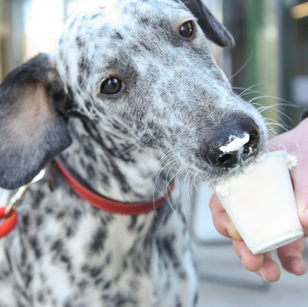 Whipped Cream for Dogs: Understanding the Appeal