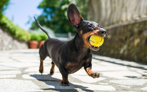 Awesome Plant Names for Dogs,The best way to Pick one!