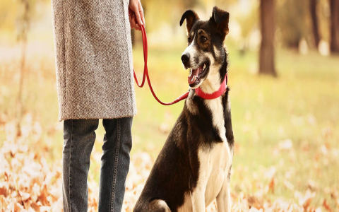 Break-away Collars for Dogs: Why You Need One (And How to Choose the Right One)