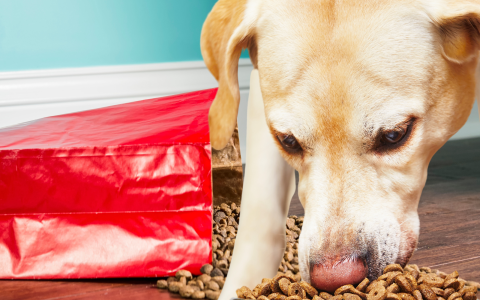 Dealing with Dog Digestion Issues? How about Victor Dog food?