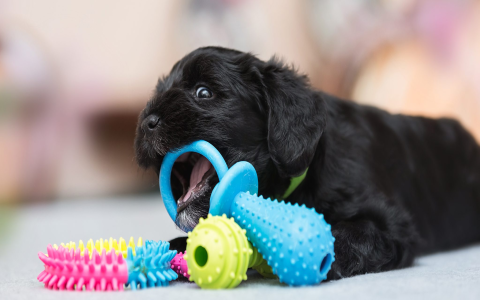 Dog Licking Toys: Durable & Safe Options for Your Dog!