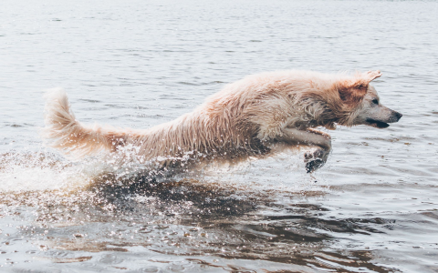 Dock Diving Toys for Dogs: Simple Guide to Get Started.