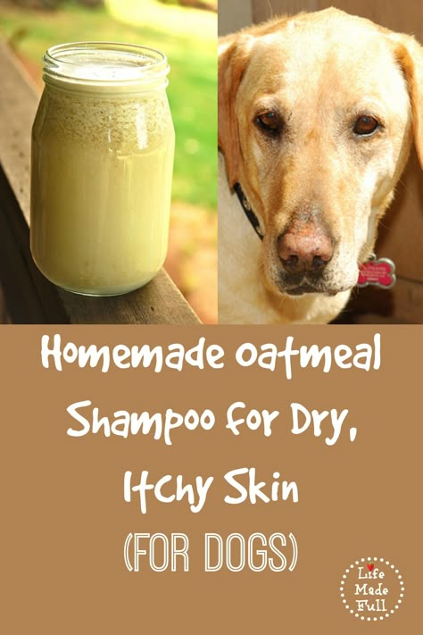 Itchy Dog? Try This Homemade Oatmeal Shampoo for Dogs Recipe!