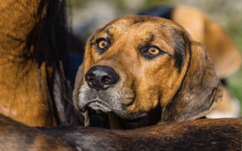 Duck Dog Names: Cute & Clever Ideas for Water-Loving Pups!