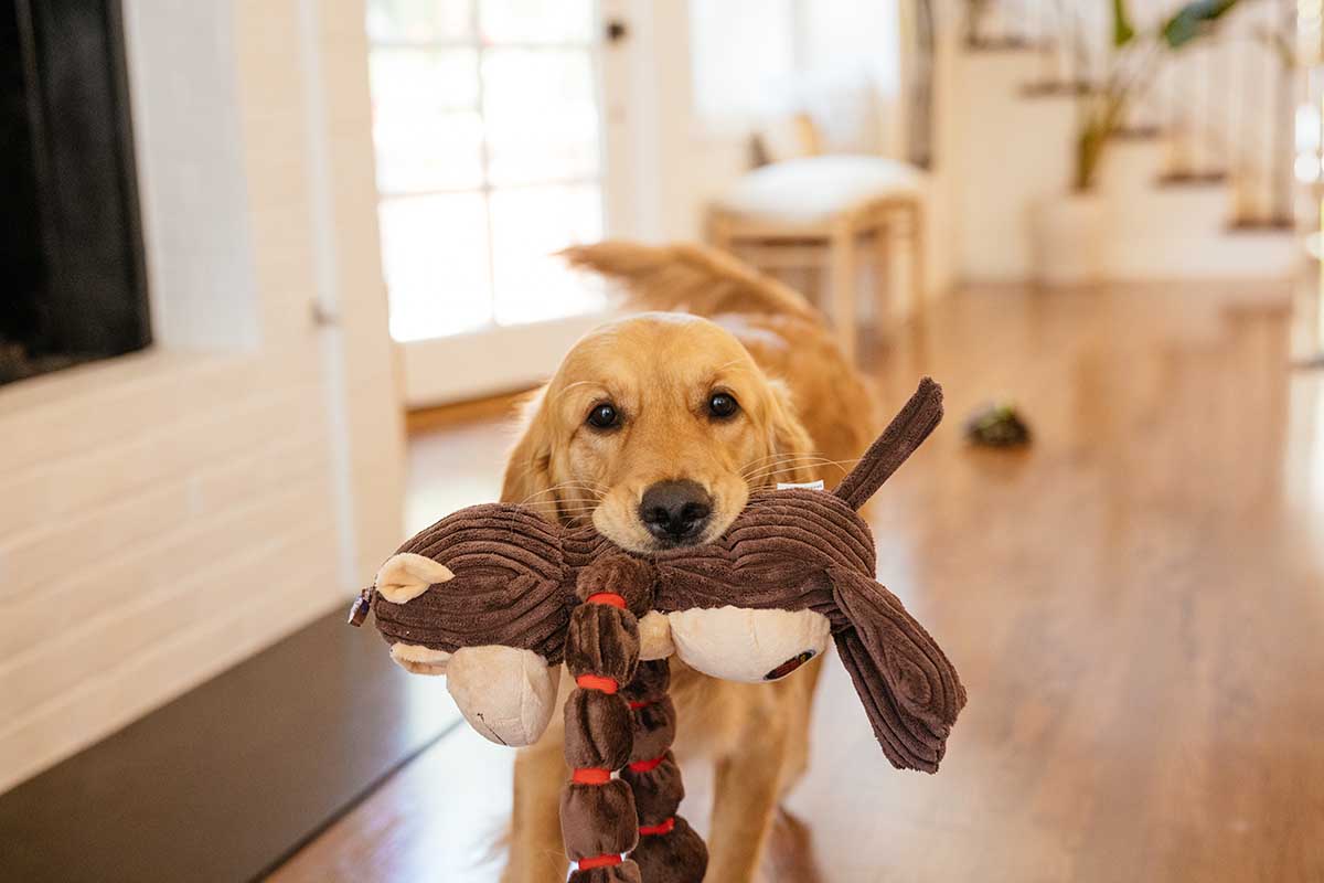 Dog Keeps Gathering Toys? Why is my dog gathering all her toys and what to do?