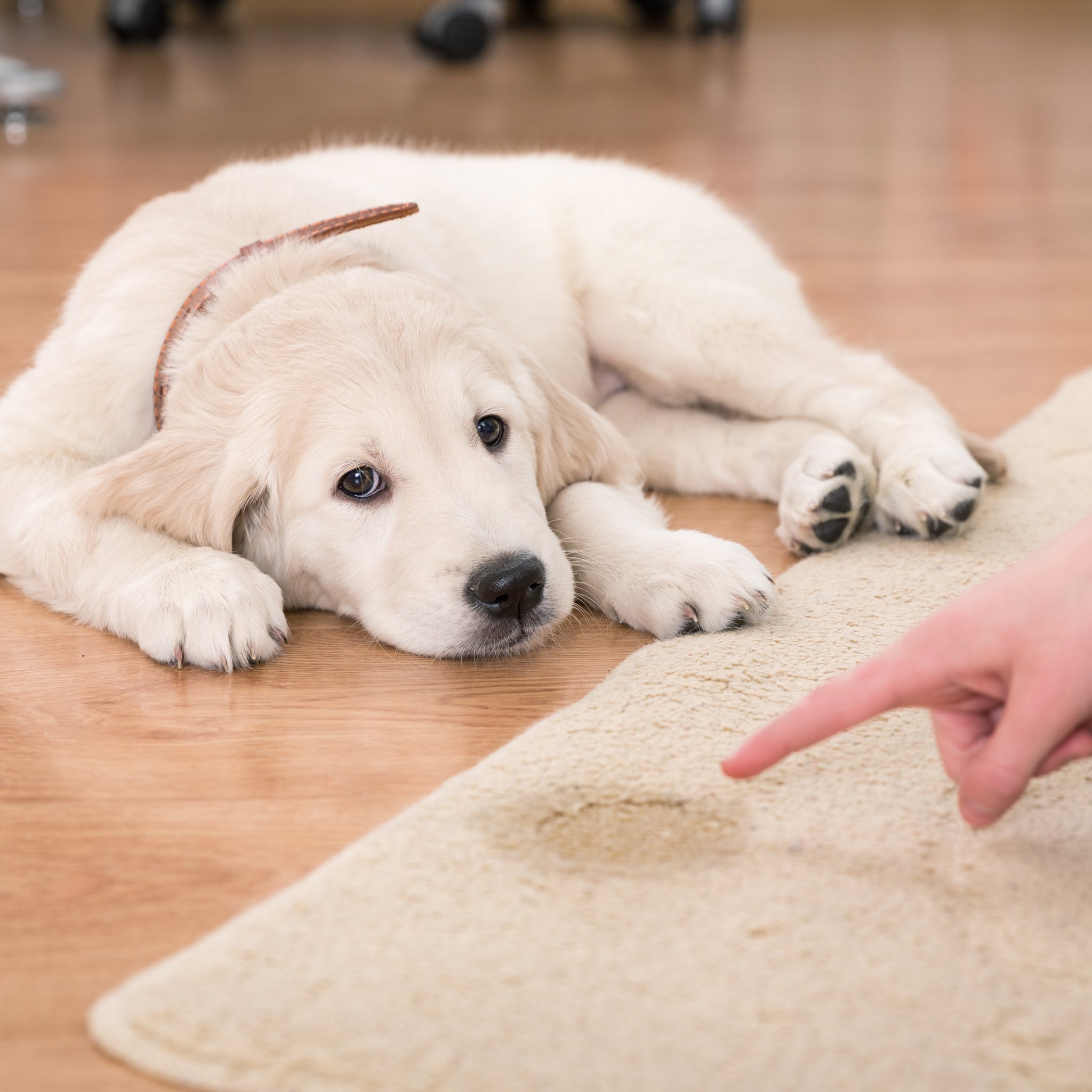 Is Your Dog Peeing on Couch? Understand Why and solve problems.