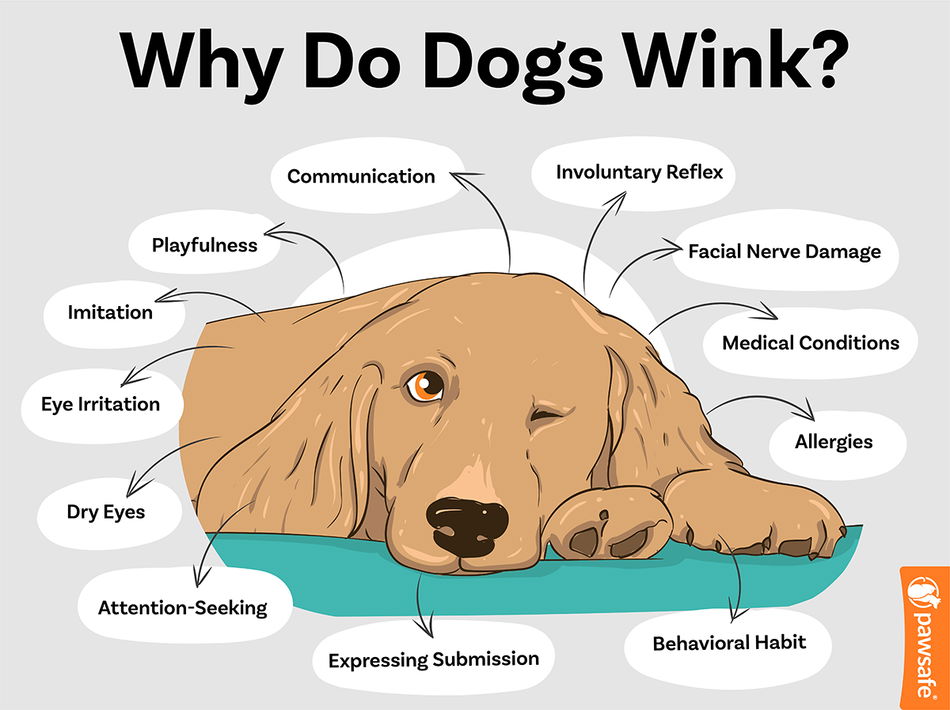 Why Does My Dog Wink? Learn the Causes of Dog Eye Winking.