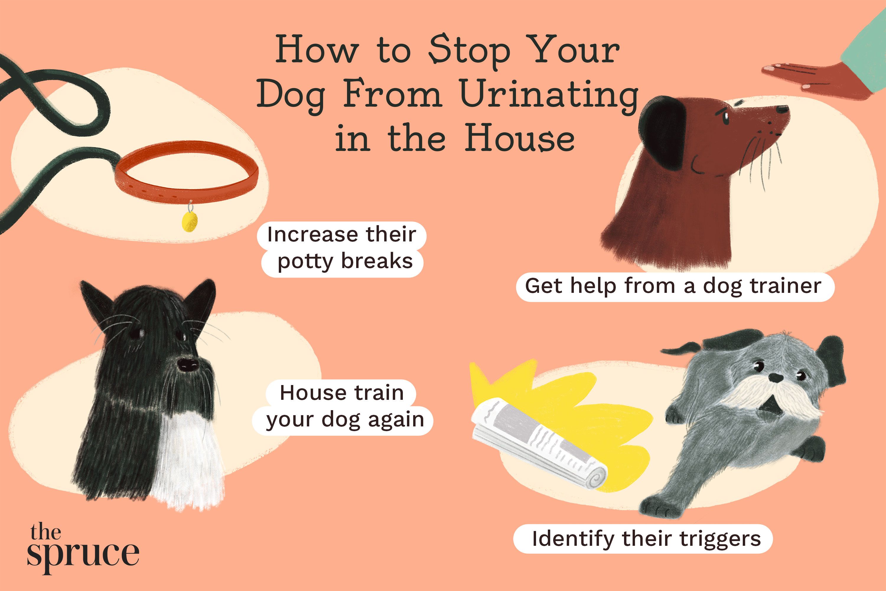 Dog Peeing on My Couch All of a Sudden? Reasons and Fixes You Need to Know.