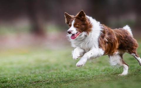 Prey Drive Toys for Dogs: Satisfy Their Natural Instincts!