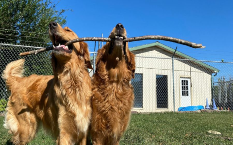 Dog Daycare Costs: How Much Cash Do You Really Need?