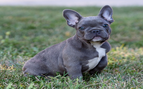 What Dog Toys for French Bulldogs? Simple Guide for you .