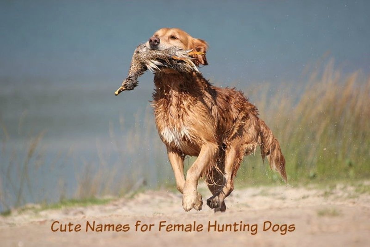 Duck Dog Names: Cute & Clever Ideas for Water-Loving Pups!