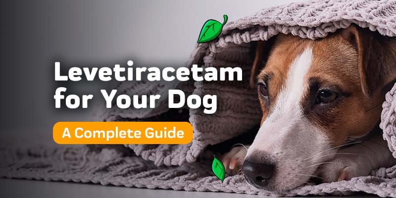 Using Levetiracetam Extended Release for Dogs: Benefits & Risks