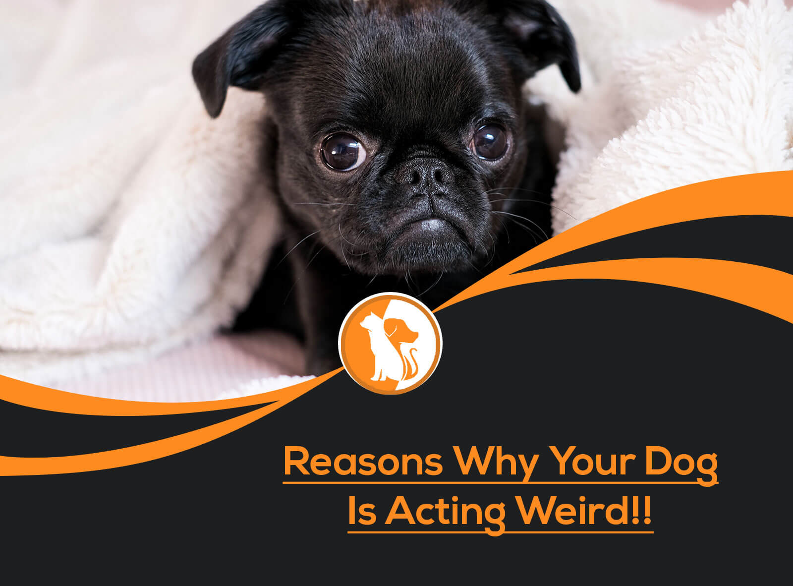 My Dog Is Acting Crazy: Common Reasons & What to Do!