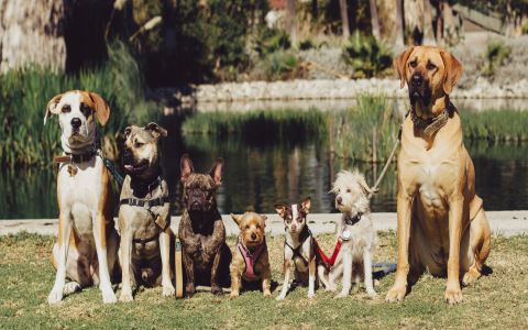 Find the Perfect Dog Squeaky Toy Only Dogs Can Hear Today