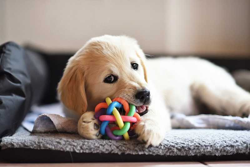 Dog Retriever Toys Guide: Choosing the Right Toy.