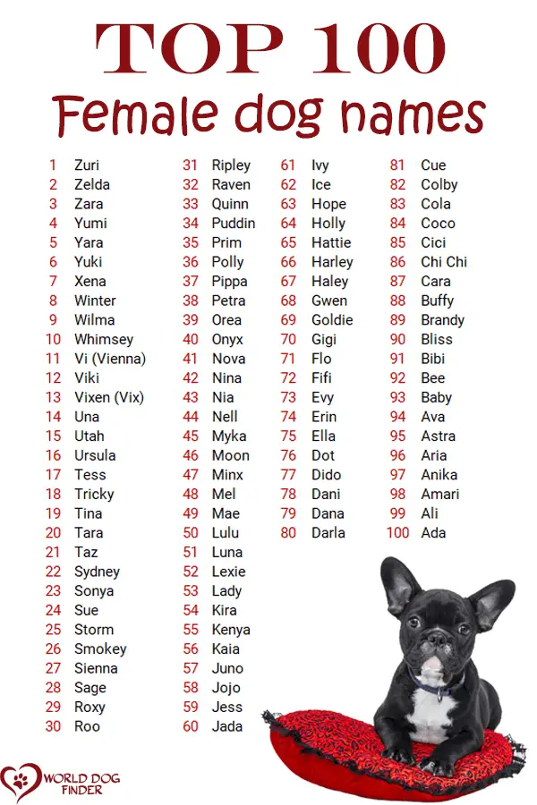 Need Girl Dog Names Hunting? Check This Complete Guide.