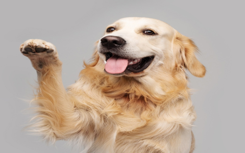 Is it normal for dogs to chew their toenails? Learn when to worry!