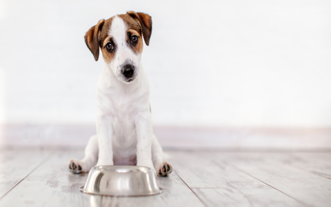 Why Wont My Dog Eat Out of His Bowl? (Easy Fixes to Try Now)