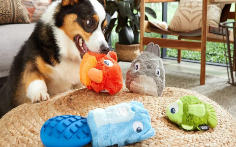 Help! My Dog Eats Plastic Toys, Vet Advice and tips