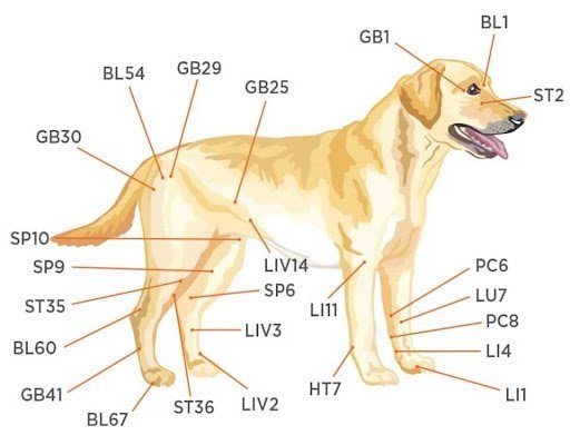 How Much Does Acupuncture for Dogs Cost? (FAQ)