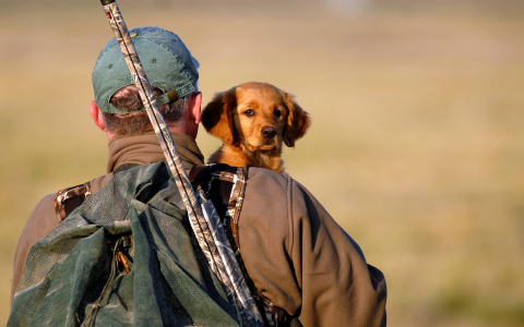 Popular Gun Dogs Names: Retriever,Pointer,Setter,Spaniel.