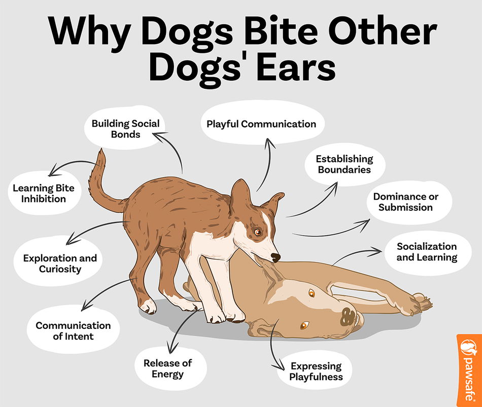 Stop the Bites:Why Does My Dog Bite My Other Dogs Ears?