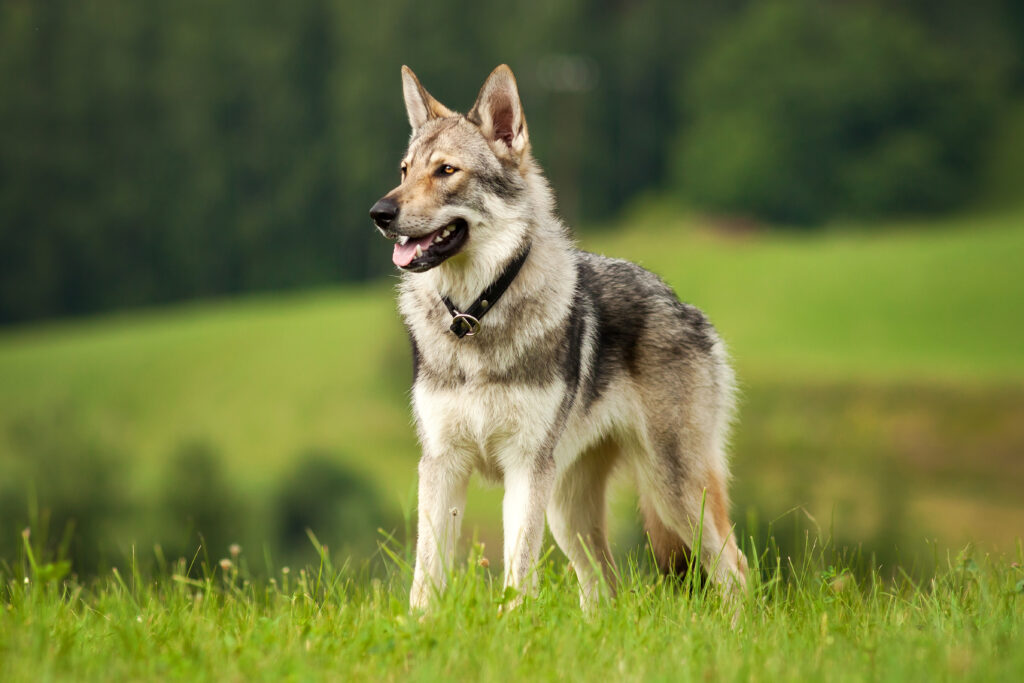 How much does a wolf dog puppy cost? (Real price 2024)