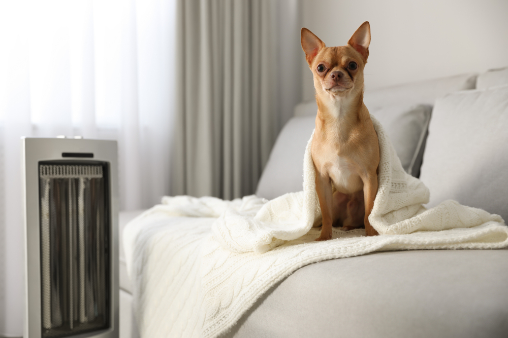 Best Top Down Space Heater for Puppies: Cozy Picks!