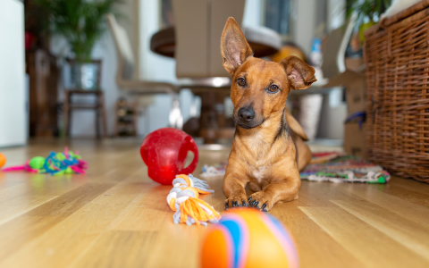 Best tug of war toys for dogs: Durable and safe options.