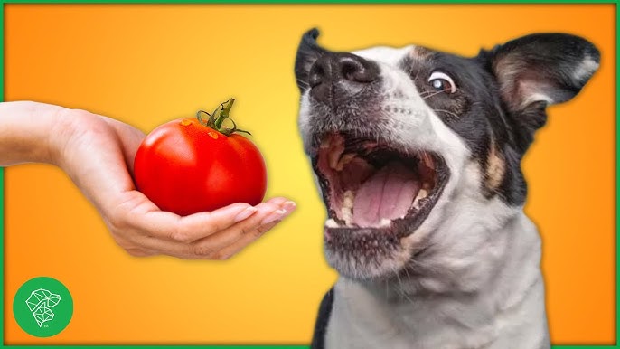 How to Feed Tomato Pomace to Your Dog? Easy Tips & Tricks!