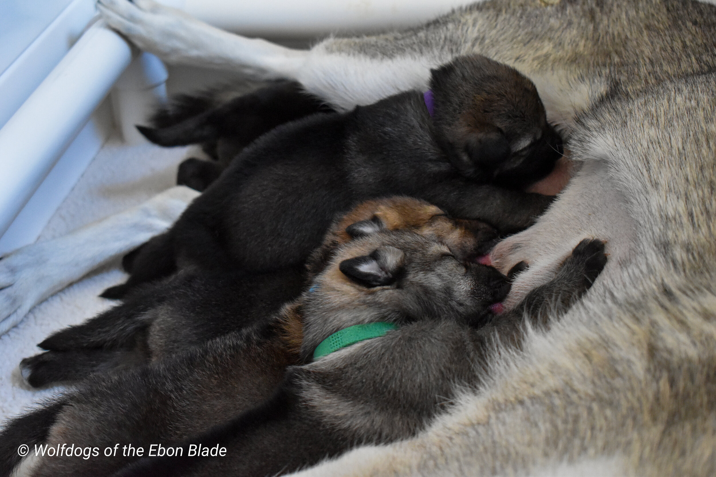 Wolf Dog Puppies: Prices and What to Expect (Cost Guide)