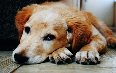 Help! Why Do Dogs Bite Their Nails? Simple Explanations & Solutions!