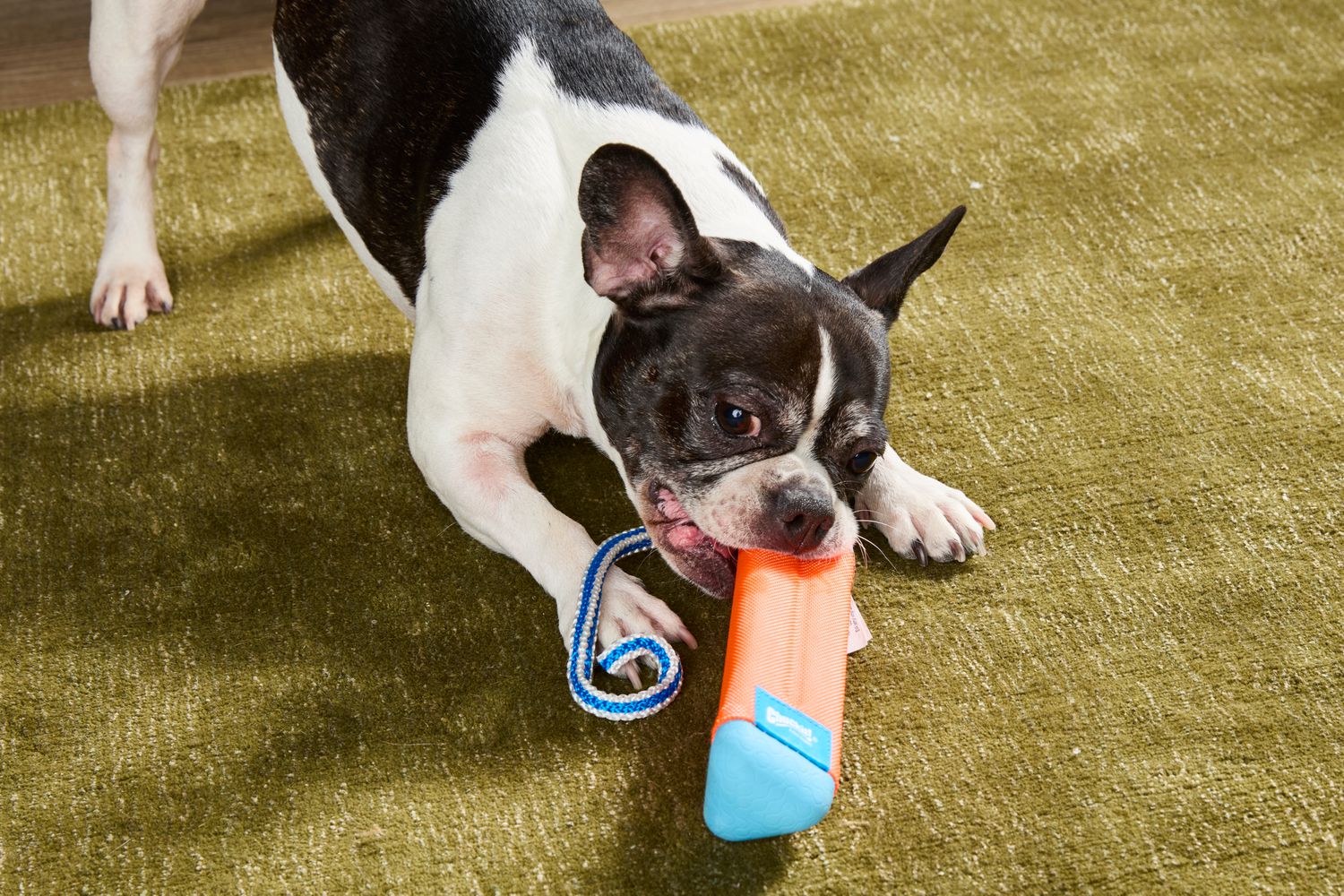 Cool Dog Toys for Chewers:Find Long-Lasting Options.