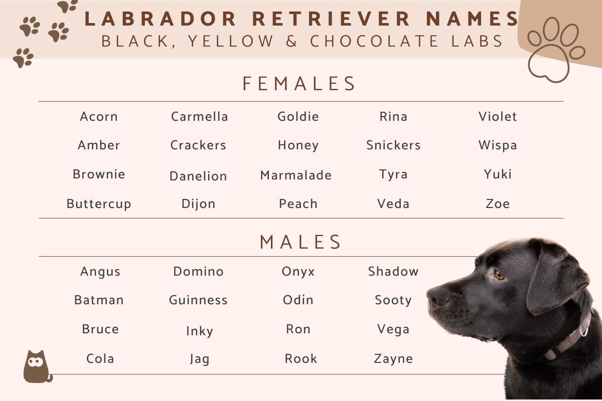 Need Chocolate Lab Female Dog Names? Heres a Great List!