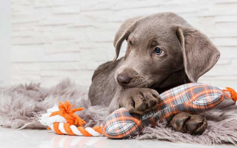 Dog Toys for Dogs Who Dont Like Toys: Find the Perfect One