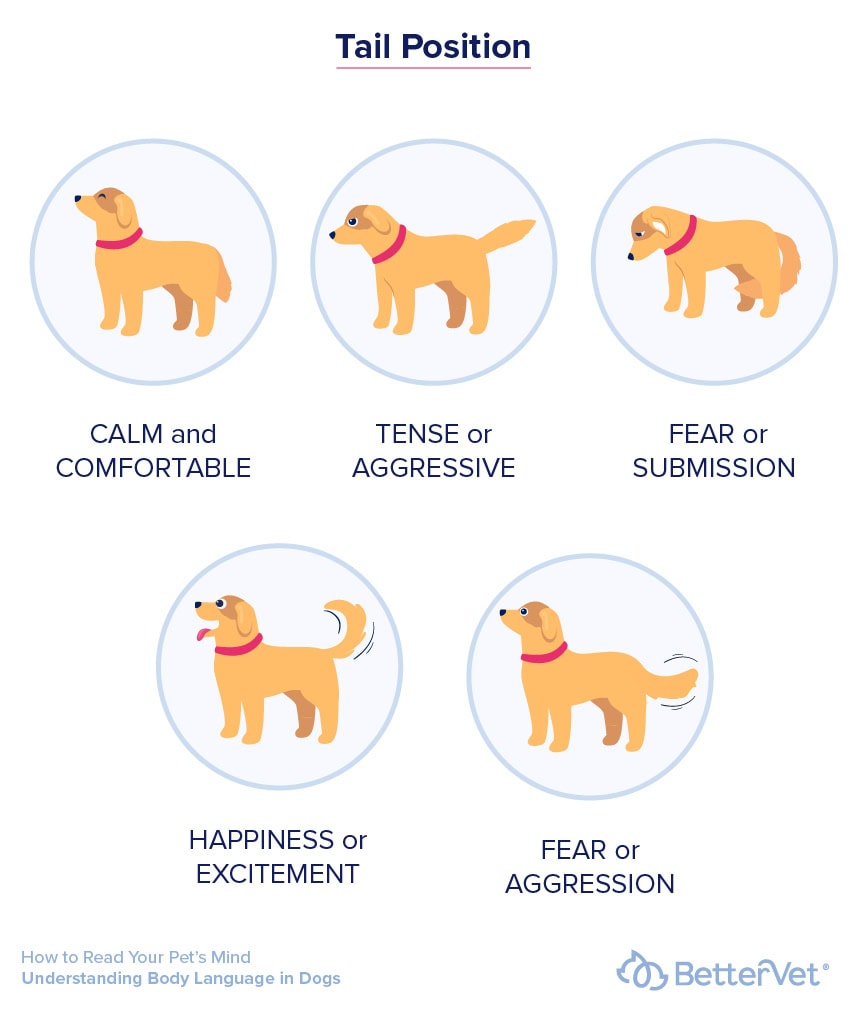 Understanding Puppy Panting While Sleeping: Decoding Your Dogs Behavior