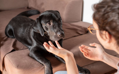 Help! Why do dogs go crazy after a bath, and how to handle them.