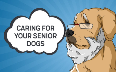 Why Is My Senior Dog Not Eating? Common Causes and Easy Fixes