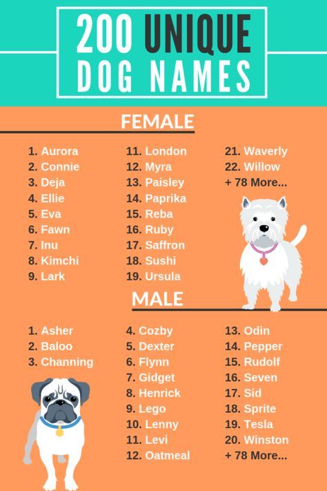 Best Stone Names for Dogs: Top Picks for Male & Female!