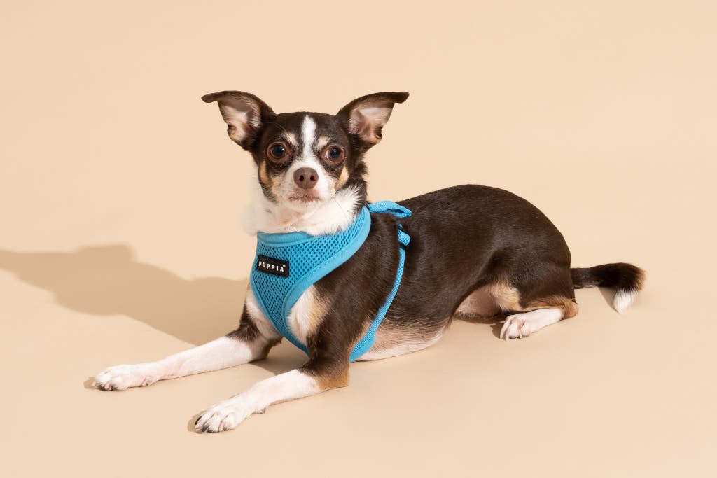 Little Dog, Big Comfort: Perfect Dog Harness for Toy Breeds and Tiny Dogs