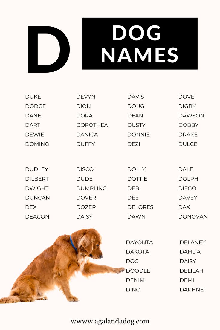 Cool Dog Names That Start with D for Your New Pup