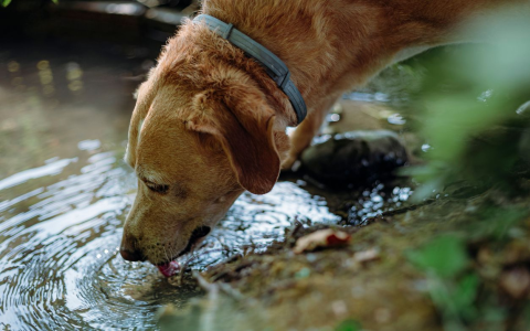 Why Is My Puppy Always Thirsty? Understanding Puppy Water Intake.